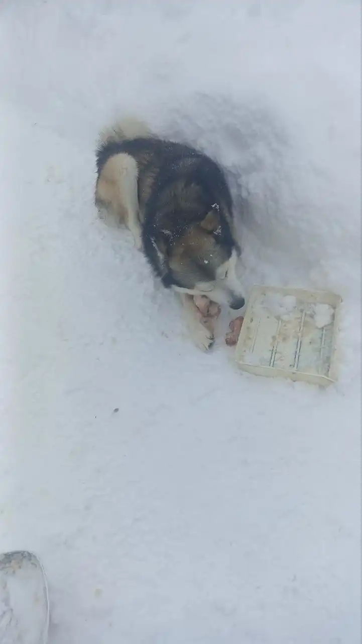 Хаски ищет новую семью в Саратове - Собаки (Животные) в Саратов