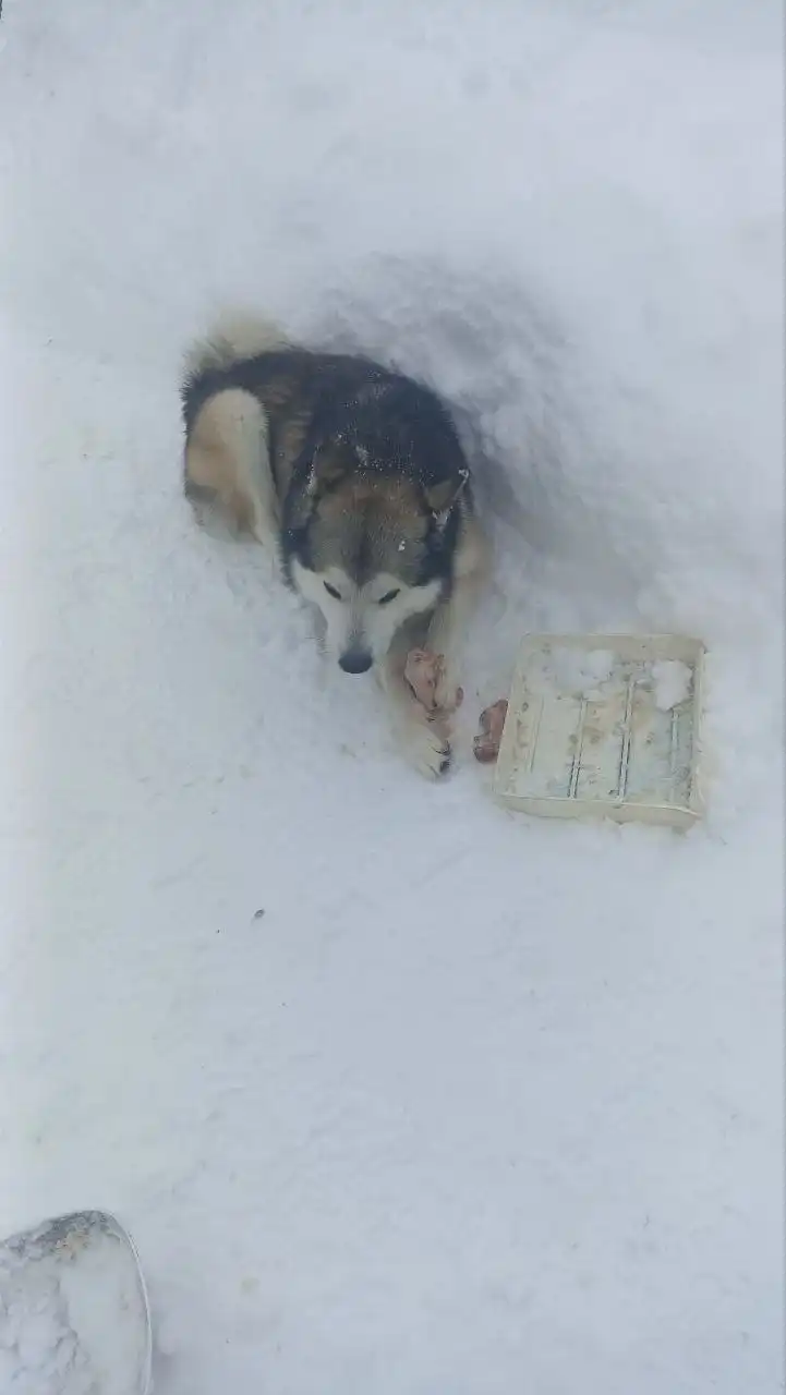 Хаски ищет новую семью в Саратове - Собаки (Животные) в Саратов