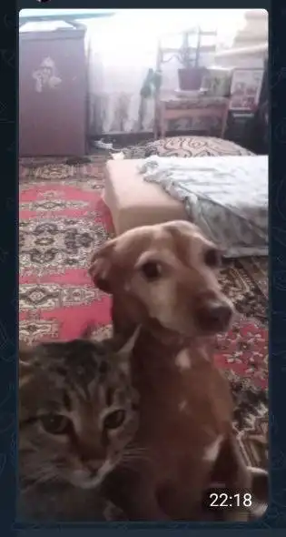 Пропала карликовая такса в Саратове - Собаки (Животные) в Саратов