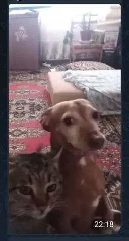 Пропала карликовая такса в Саратове - Собаки в Саратов