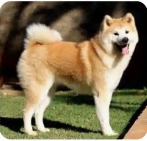 Акита ину в добрые руки - Собаки (Животные) в Саратов