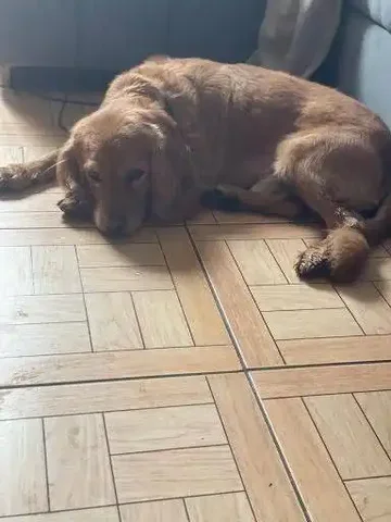 Потерялась собака на Томской - Собаки в Саратов