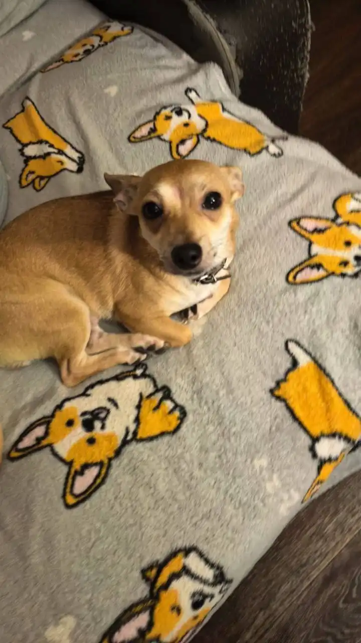 Пропала собака в районе Танкистов в Саратове - Собаки (Животные) в Саратов