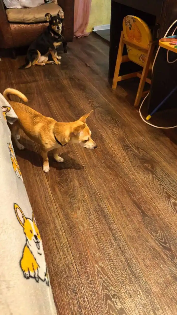 Пропала собака в районе Танкистов в Саратове - Собаки (Животные) в Саратов