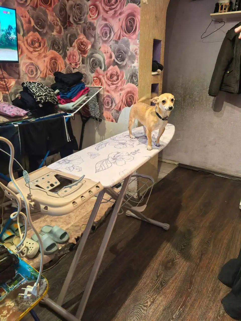 Пропала собака в районе Танкистов в Саратове - Собаки (Животные) в Саратов