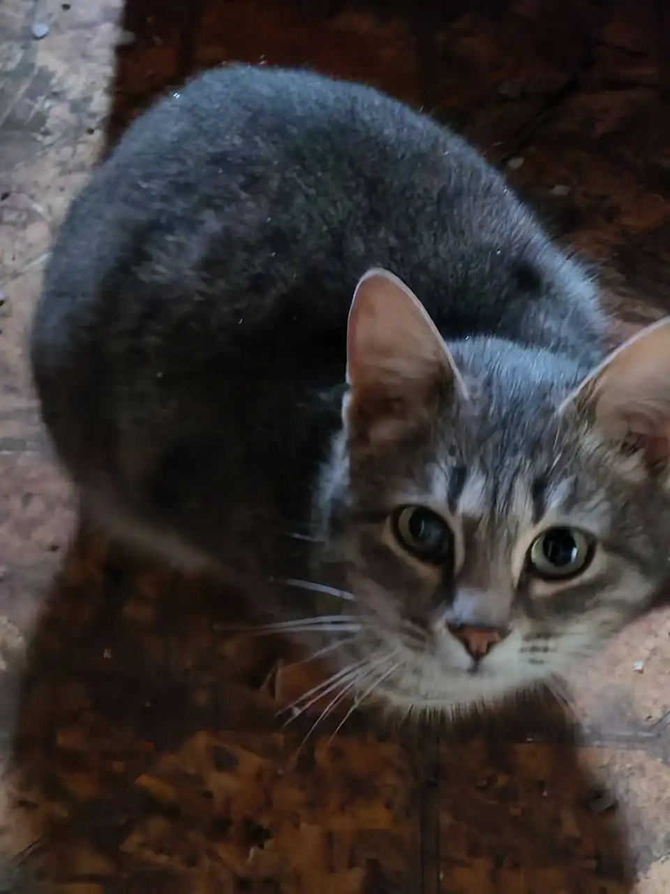 Три кошки нуждаются в спасении от морозов - Кошки (Животные) в Саратов