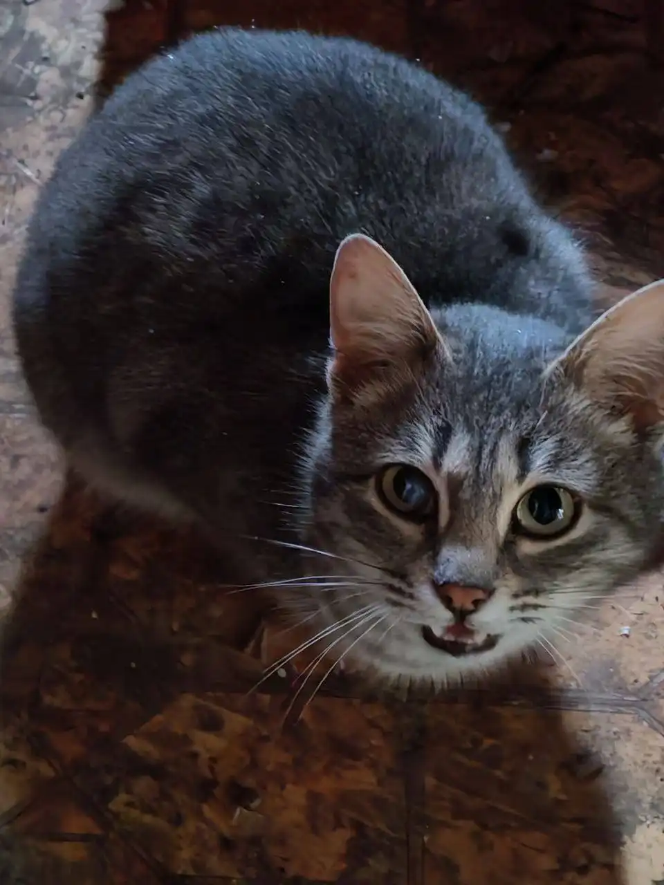 Три кошки нуждаются в спасении от морозов - Кошки (Животные) в Саратов