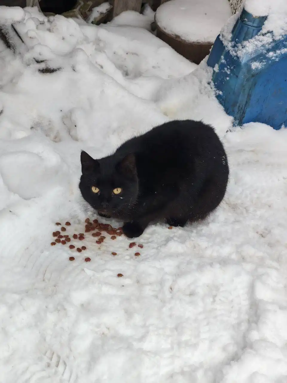 Три кошки нуждаются в спасении от морозов - Кошки (Животные) в Саратов
