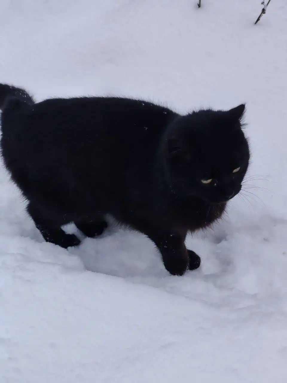 Три кошки нуждаются в спасении от морозов - Кошки (Животные) в Саратов