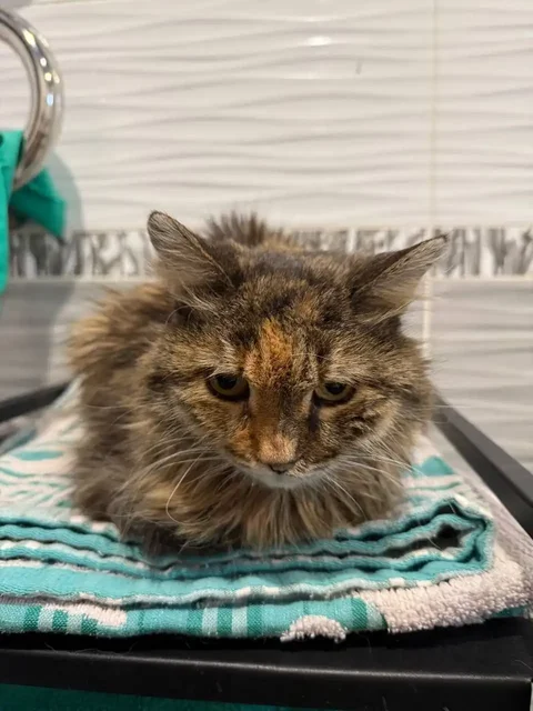 Сбор на лечение и передержку кошки Сильвы - Грызуны в Саратов