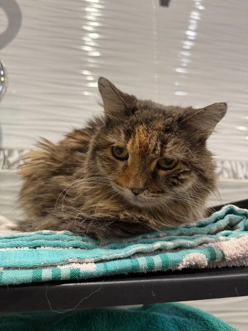 Сбор на лечение и передержку кошки Сильвы - Кошки (Животные) в Саратов