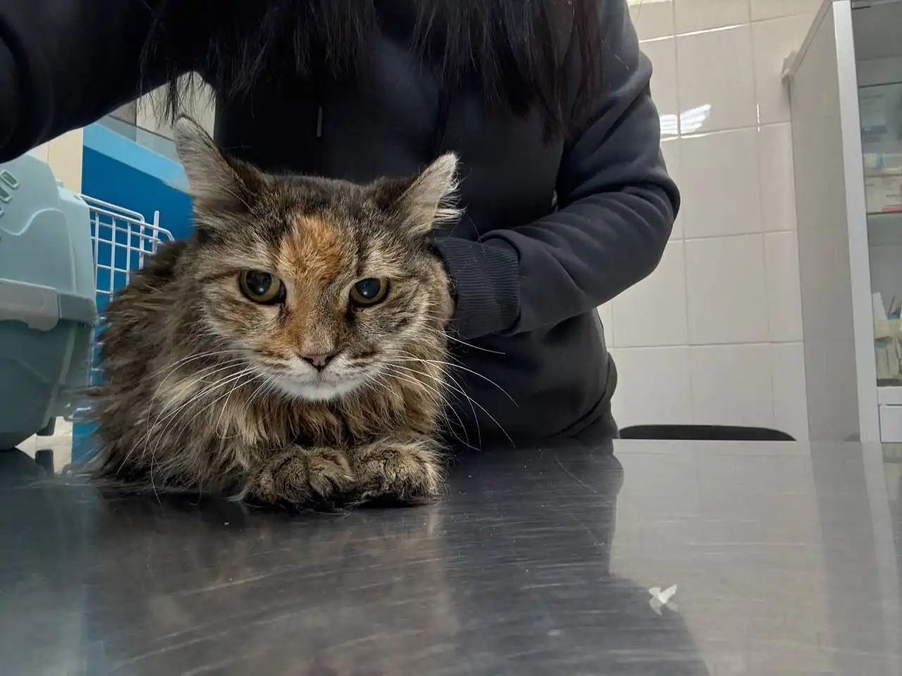 Сбор на лечение и передержку кошки Сильвы - Кошки (Животные) в Саратов