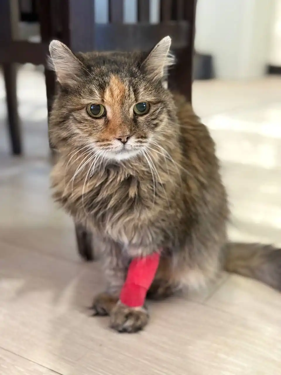 Сбор на лечение и передержку кошки Сильвы - Кошки (Животные) в Саратов