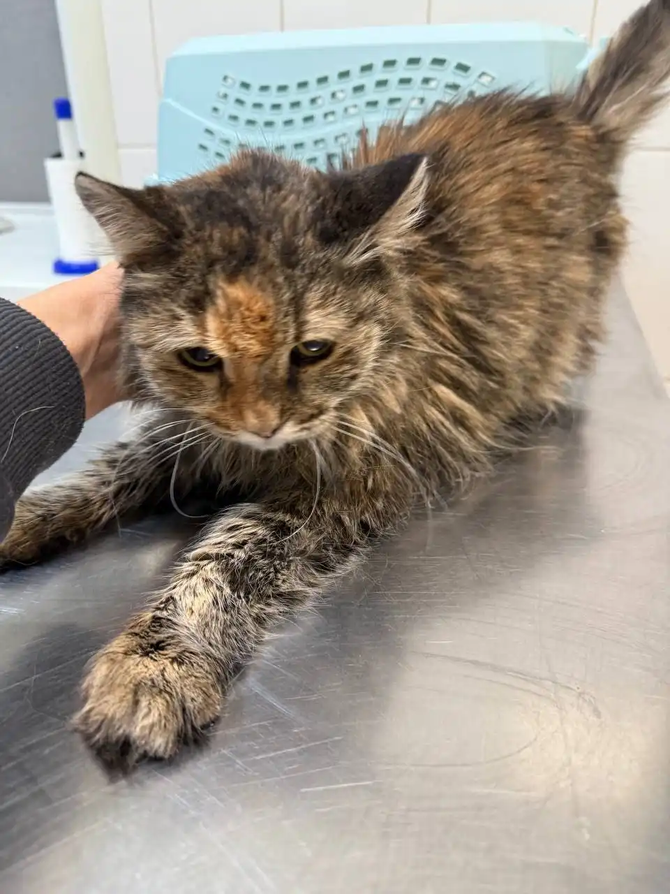 Сбор на лечение и передержку кошки Сильвы - Кошки (Животные) в Саратов