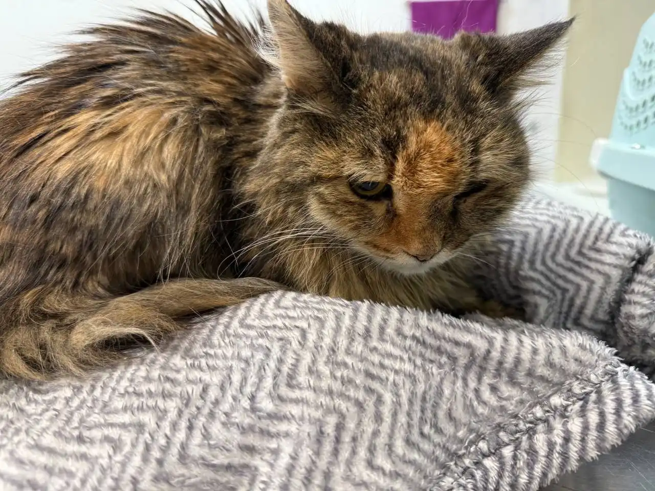 Сбор на лечение и передержку кошки Сильвы - Кошки (Животные) в Саратов