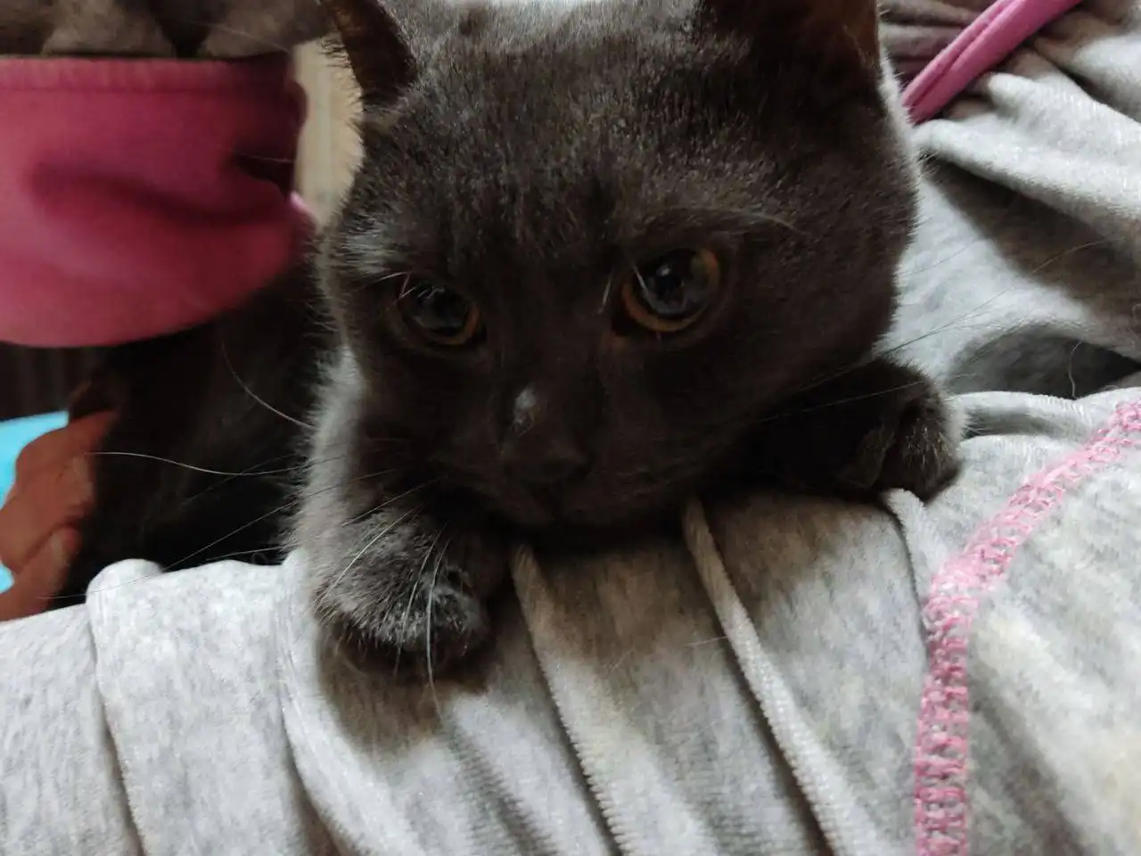 Потерянная британская голубая кошка на Батавина 13в - Кошки (Животные) в Саратов