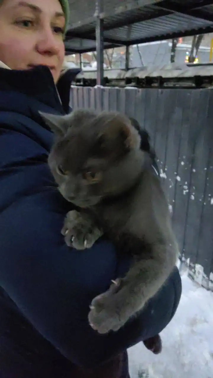 Потерянная британская голубая кошка на Батавина 13в - Кошки (Животные) в Саратов