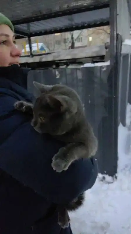 Потерянная британская голубая кошка на Батавина 13в - Кошки (Животные) в Саратов