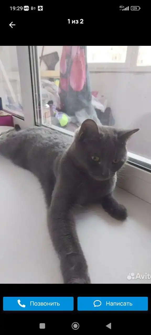 Потерянная британская голубая кошка на Батавина 13в - Кошки (Животные) в Саратов