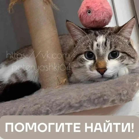 Потерялся кот Лёлик в Энгельсе - Крупный рогатый скот в Энгельс