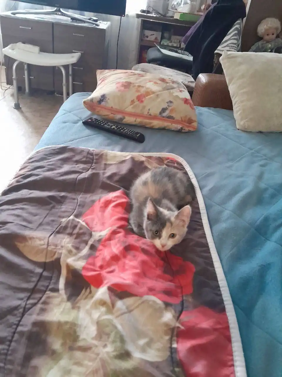 Котенок девочка 3 месяца - Кошки (Животные) в Саратов