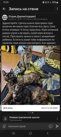 Опасения по поводу аллергии у ребенка - Крупный рогатый скот в Саратов