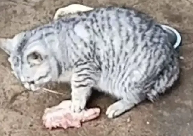 Ищу дом для котят в Энгельсе - Кошки в Энгельс