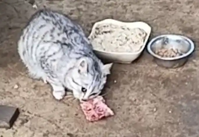 Ищу дом для котят в Энгельсе - Кошки (Животные) в Энгельс