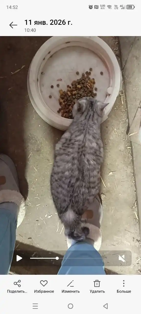 Ищу дом для котят в Энгельсе - Кошки (Животные) в Энгельс