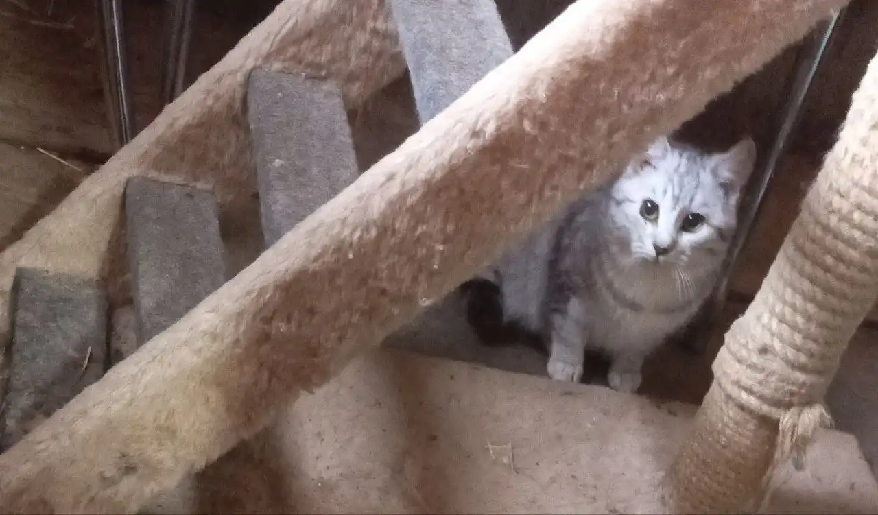 Ищу дом для котят в Энгельсе - Кошки (Животные) в Энгельс