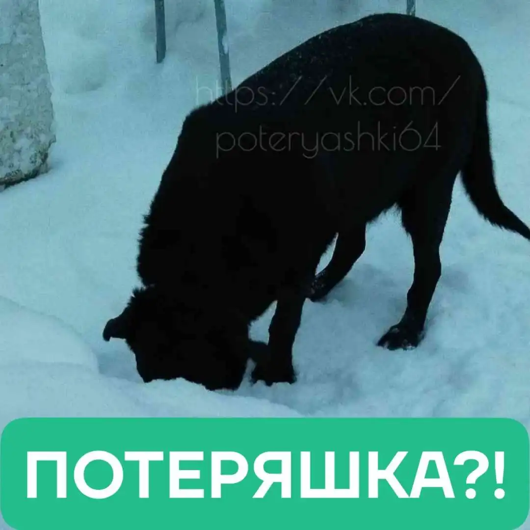 Потерялась собака в Саратове - Собаки (Животные) в Саратов