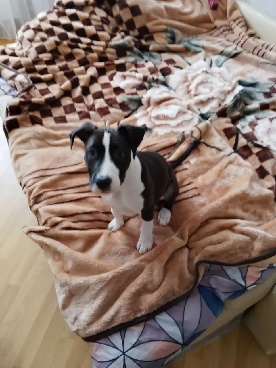 Найденный питомец ищет дом в Саратове - Животные в Саратов