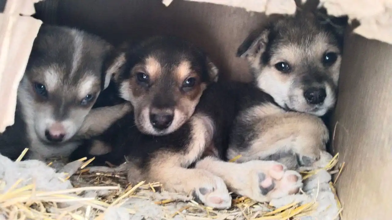 Найдены щенки хаски на улице Емлютина - Собаки (Животные) в Саратов