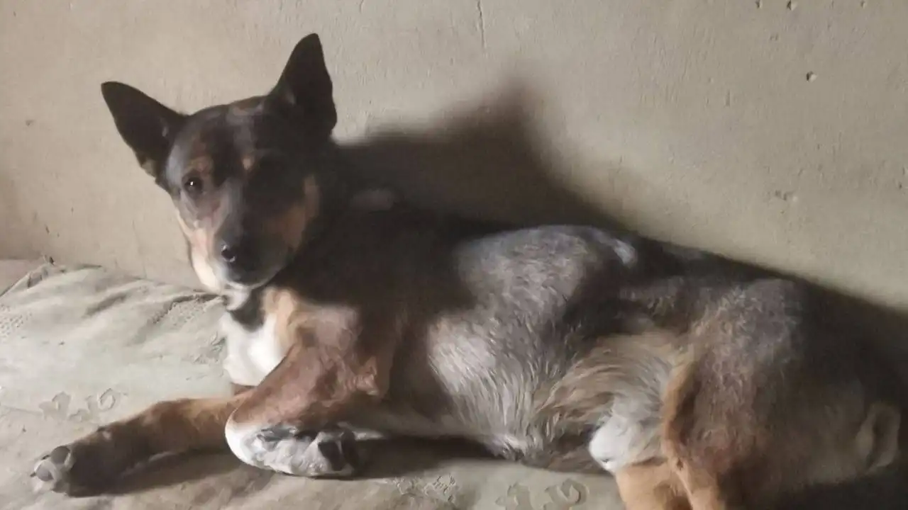 Пропал пес Лёлик в Саратове - Потерянные животные (Животные) в Саратов