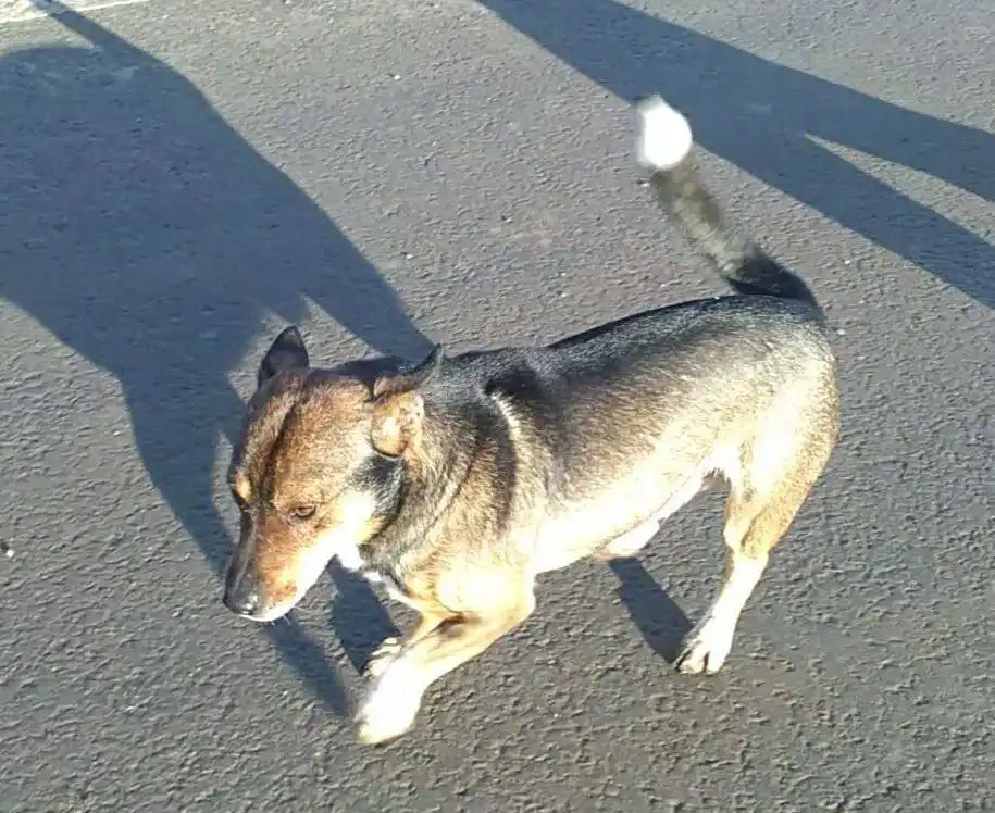 Пропал пес Лёлик в Саратове - Потерянные животные (Животные) в Саратов