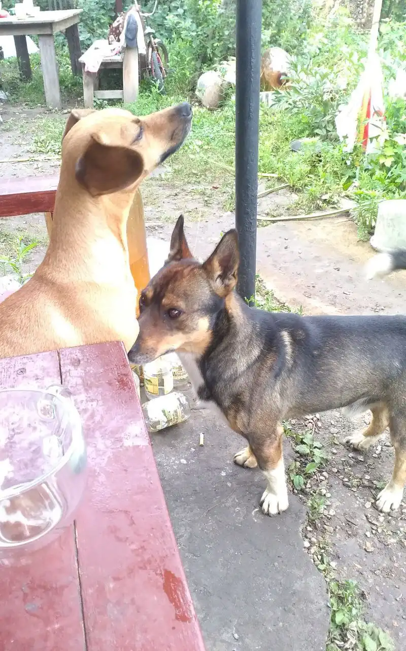 Пропал пес Лёлик в Саратове - Потерянные животные (Животные) в Саратов