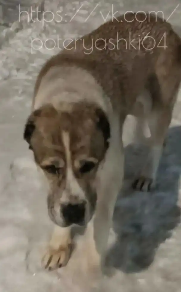 Алабай на старых кладбищах в Саратове - Собаки (Животные) в Саратов