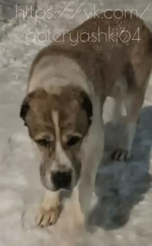 Алабай на старых кладбищах в Саратове - Животноводство в Саратов