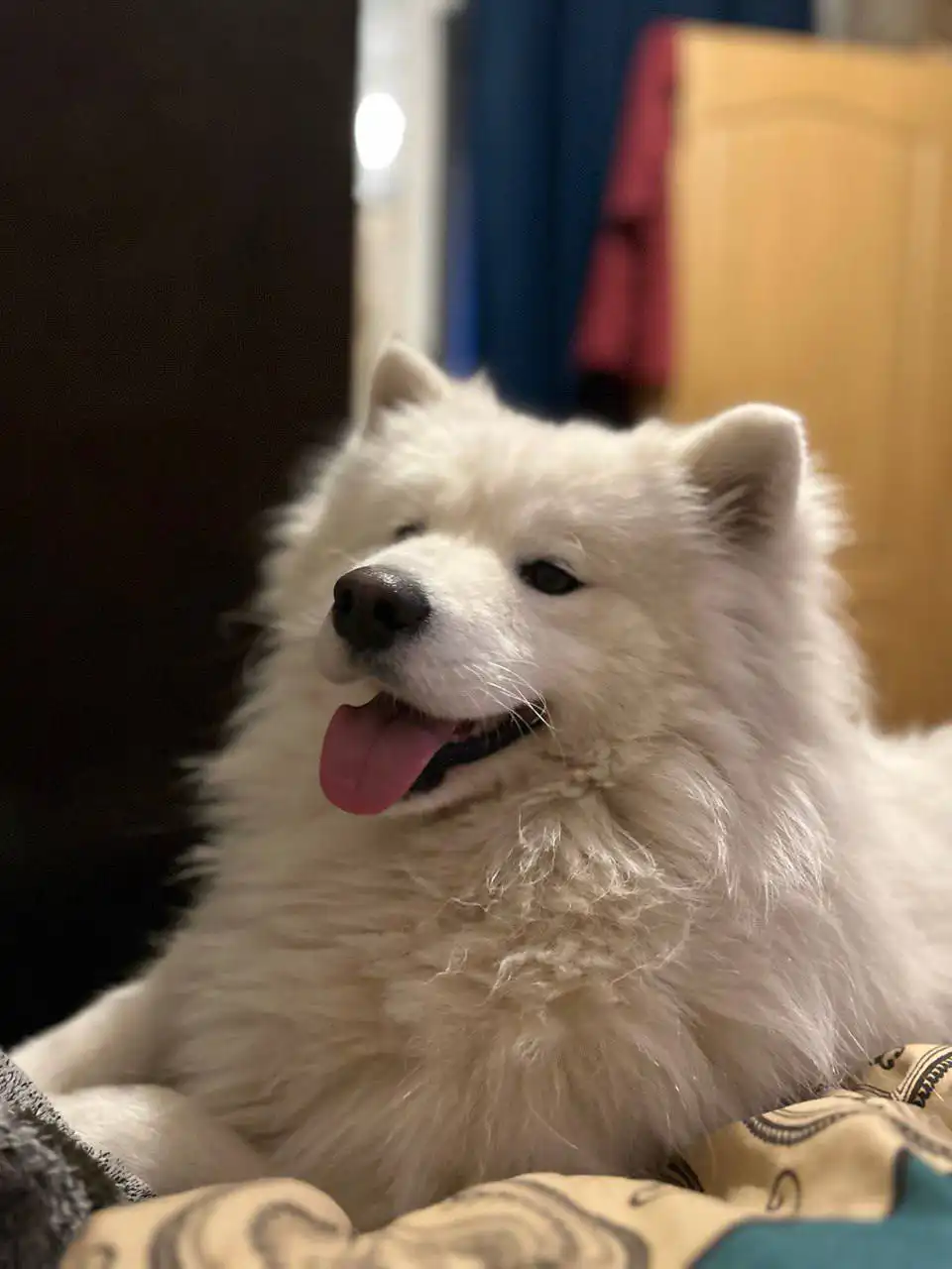 Потерялась собака породы самоед в Саратове - Собаки (Животные) в Саратов
