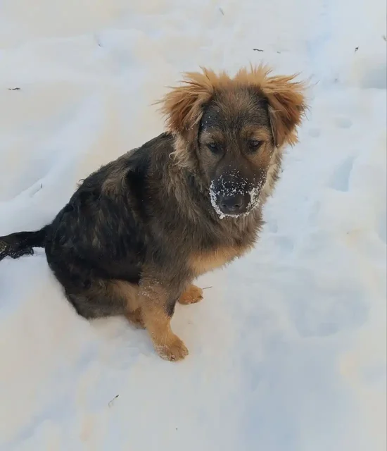 Щенок нуждается в новом доме в Саратове - Крупный рогатый скот в Саратов