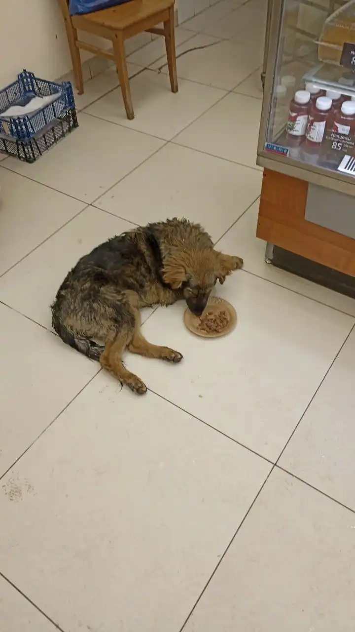 Щенок нуждается в новом доме в Саратове - Собаки (Животные) в Саратов