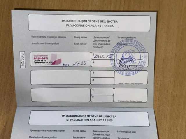 Сбор на вакцинацию котика Семена с лейкозом - Крупный рогатый скот в Саратов