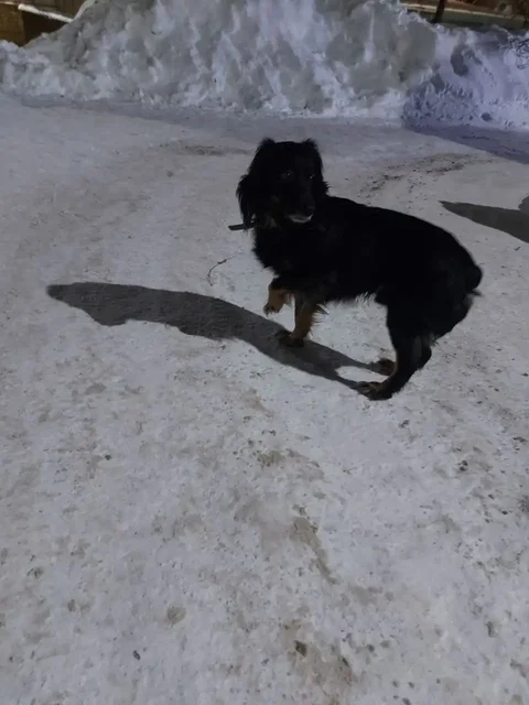 Найден кобель на улице в холода - Крупный рогатый скот в Саратов