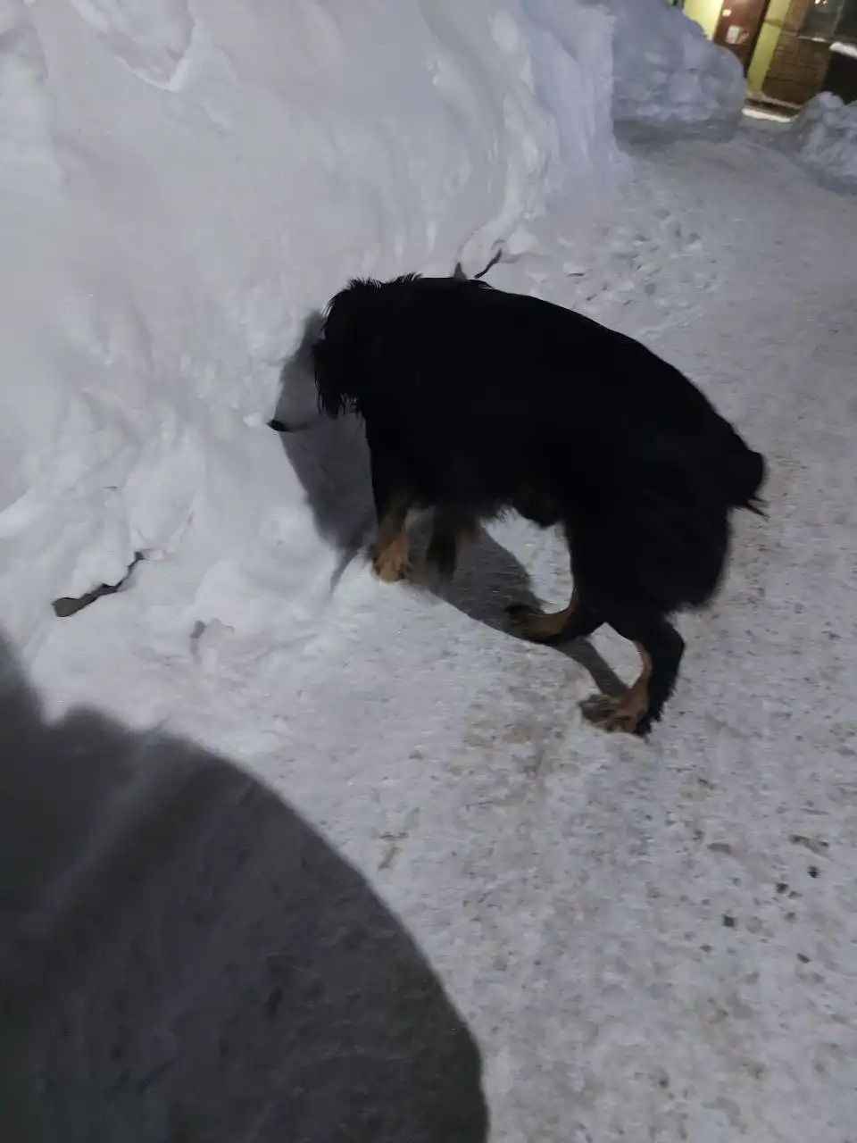 Найден кобель на улице в холода - Животные в Саратов