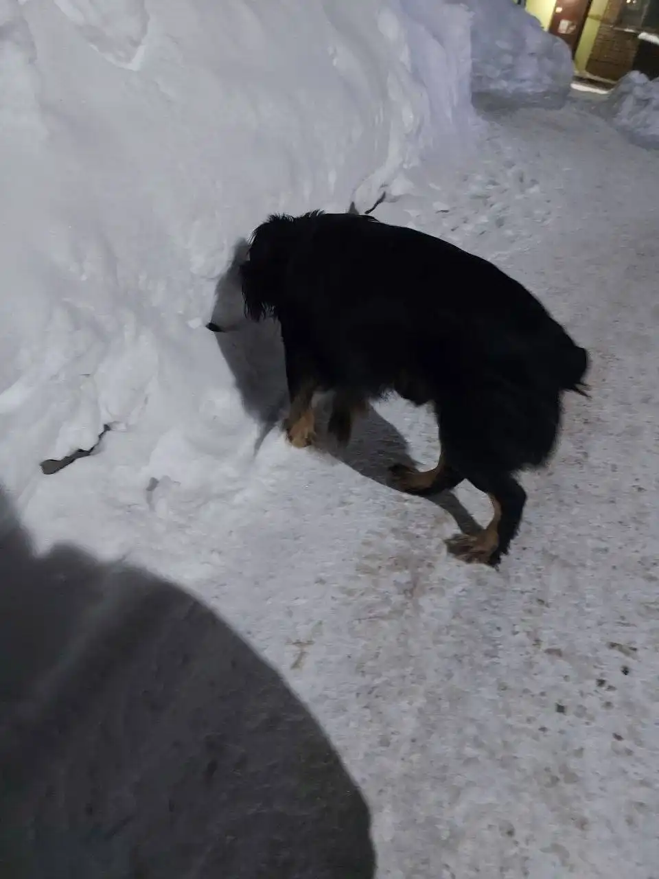 Потерянная собака на улице - Потерянные животные (Животные) в Саратов