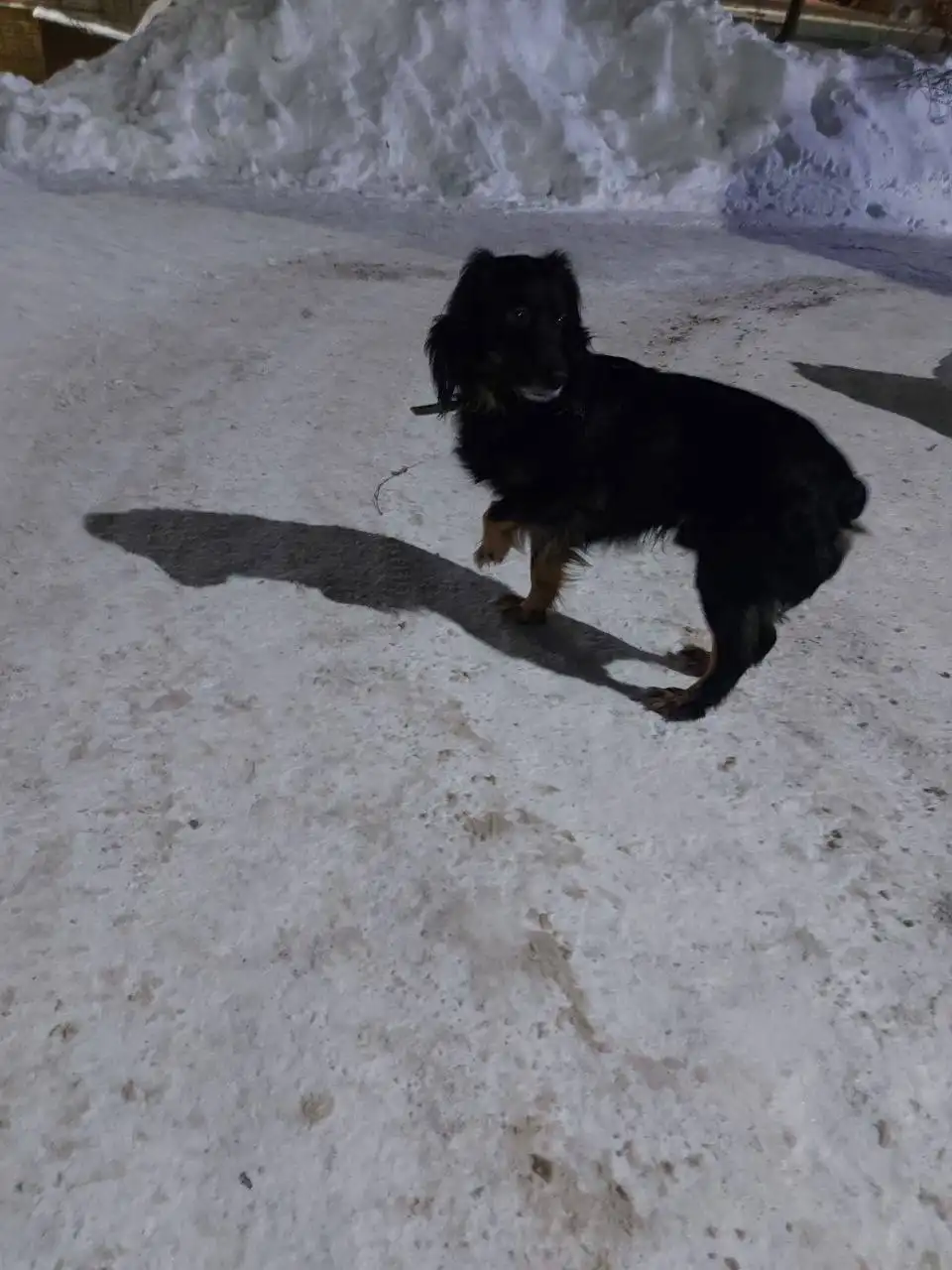 Потерянная собака на улице - Потерянные животные (Животные) в Саратов