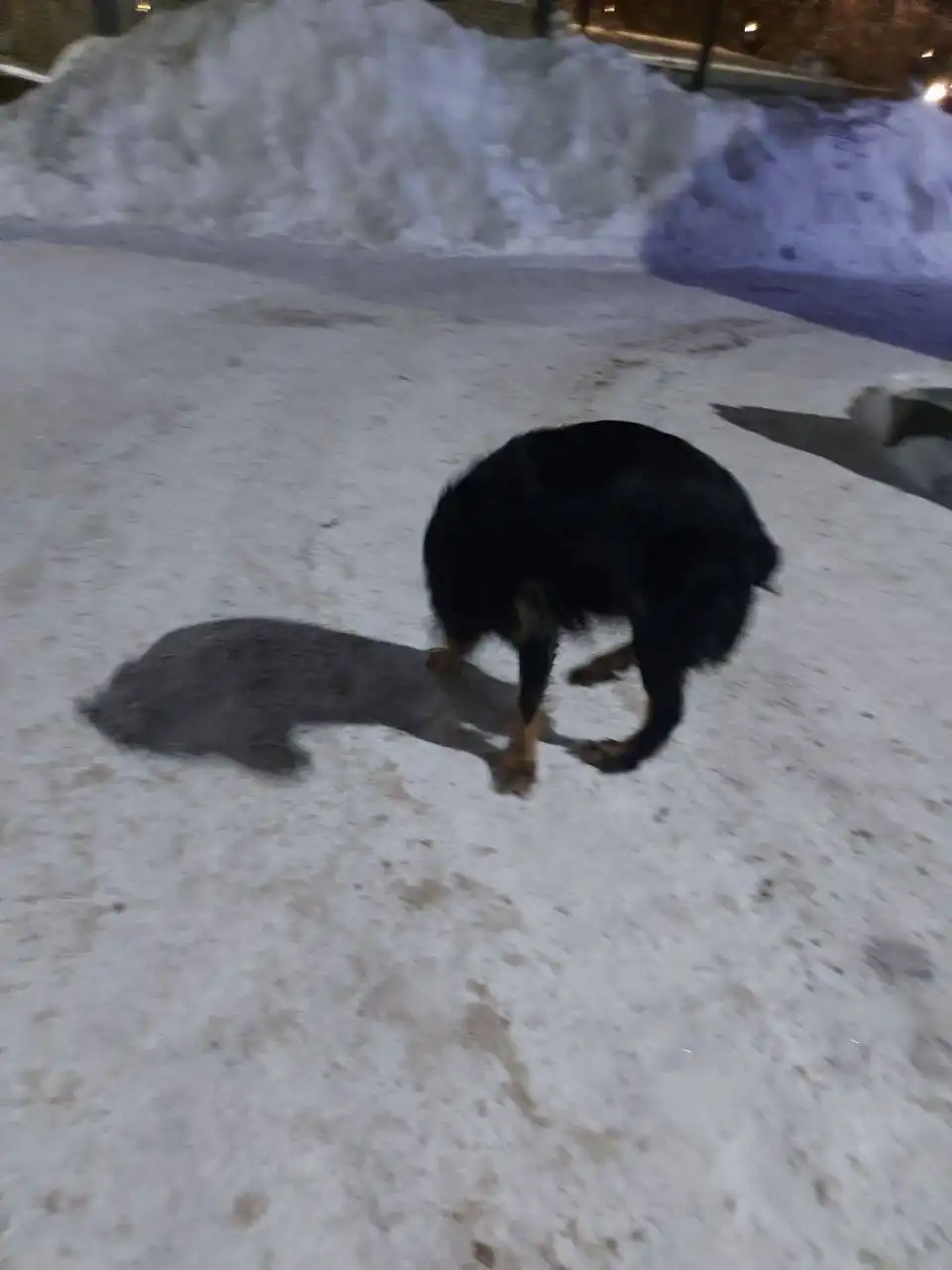 Потерянная собака на улице - Потерянные животные (Животные) в Саратов