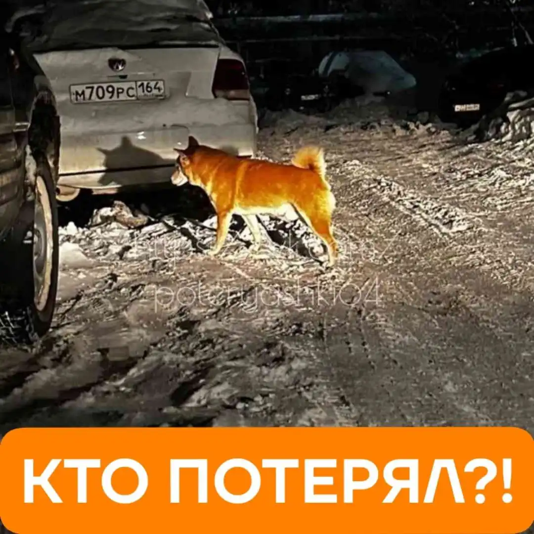 Найден щенок сиба ину в Саратове - Собаки (Животные) в Саратов