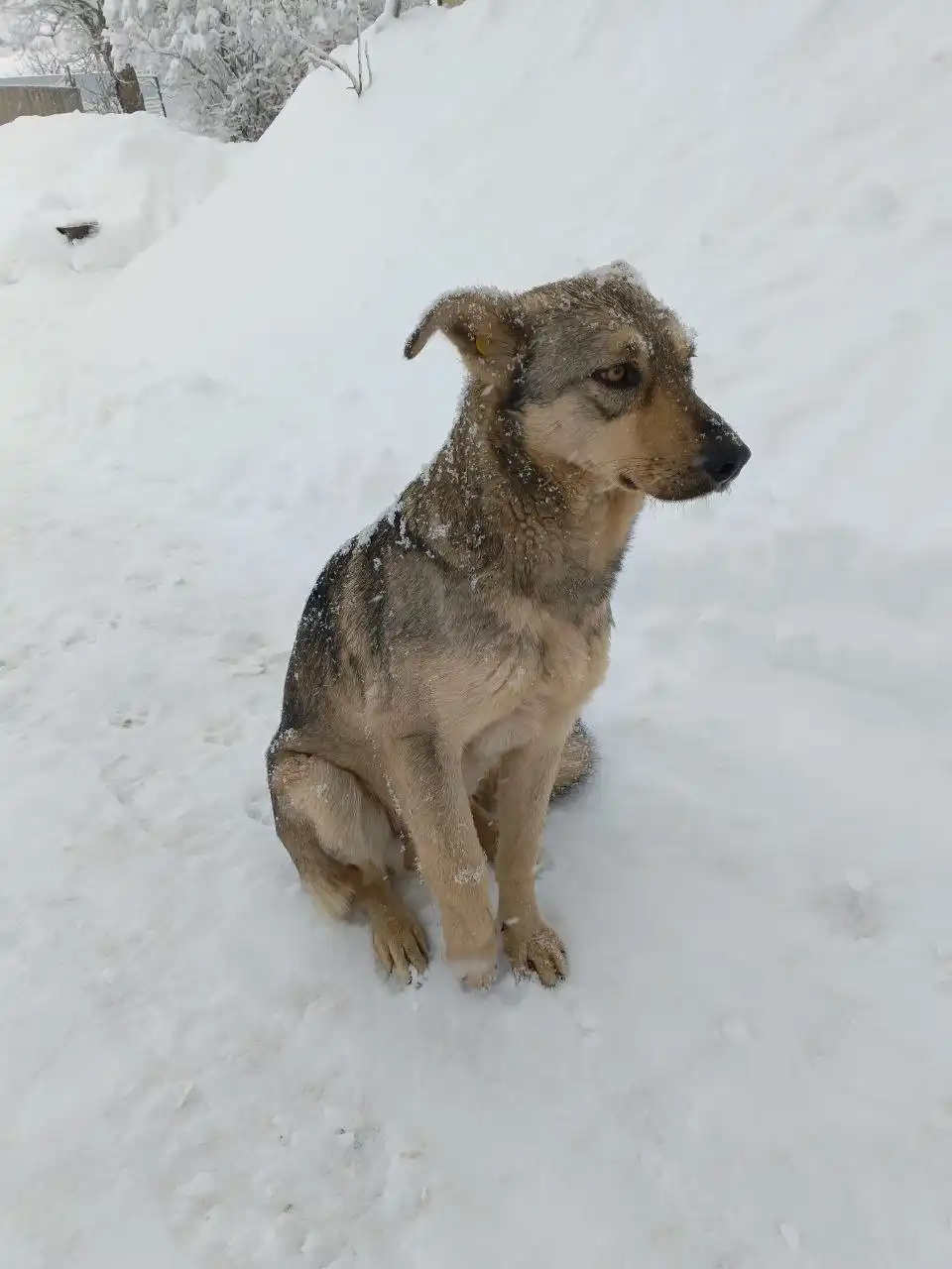 Сбор средств на погашение долга за операцию собаки - Животные в Саратов