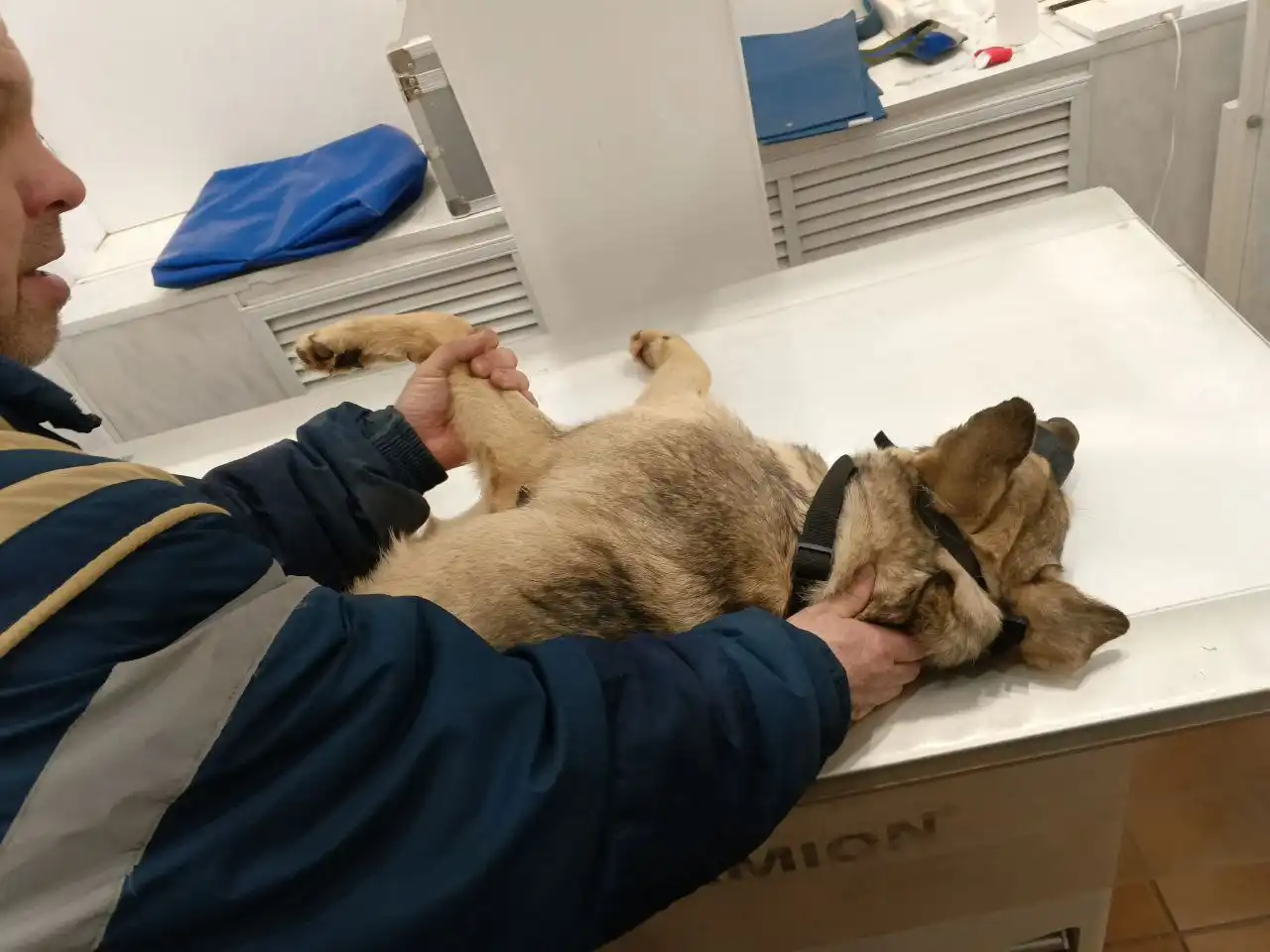 Сбор средств на погашение долга за операцию собаки - Животные в Саратов